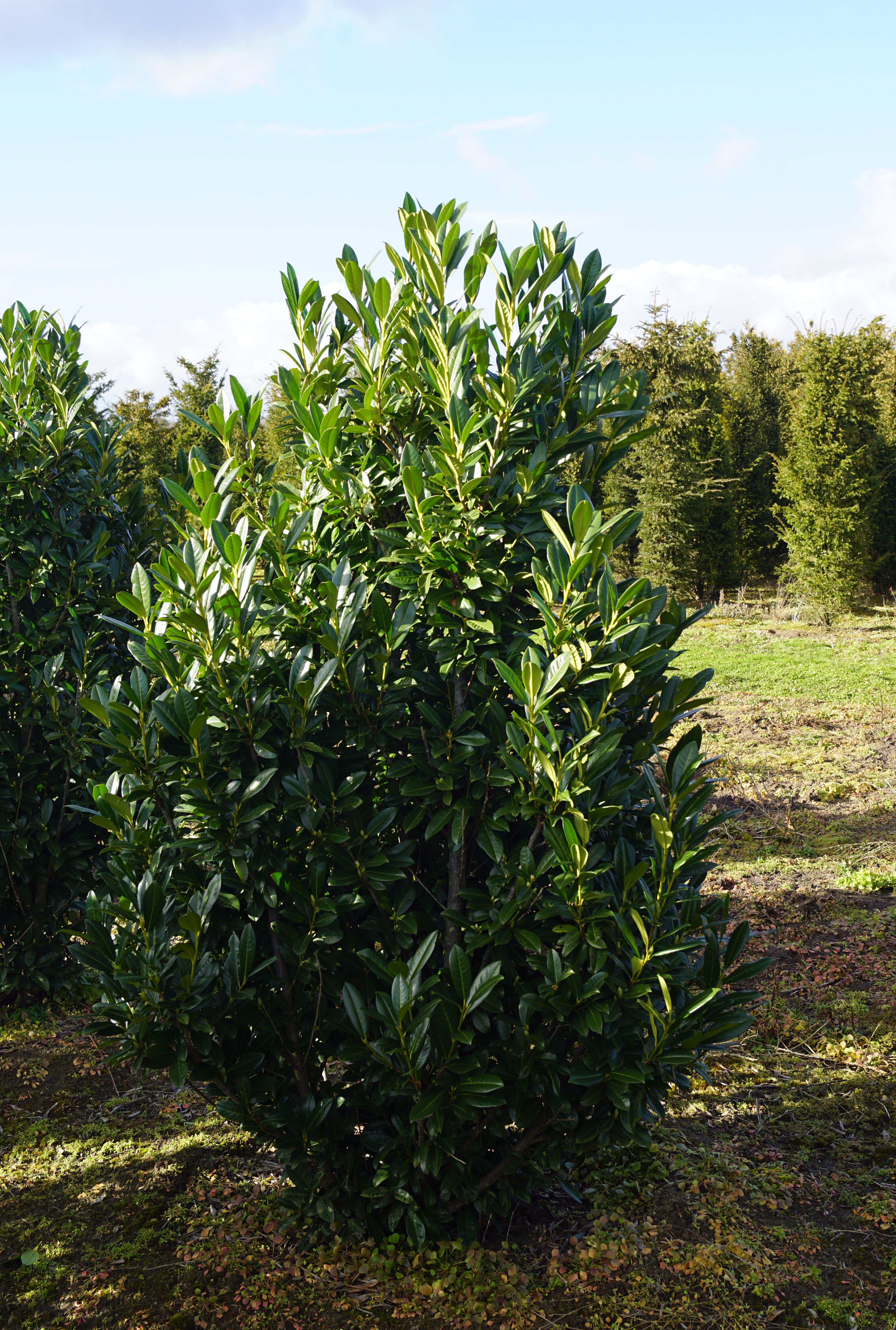 Prunus laurocerasus 'Greentorch' (5)